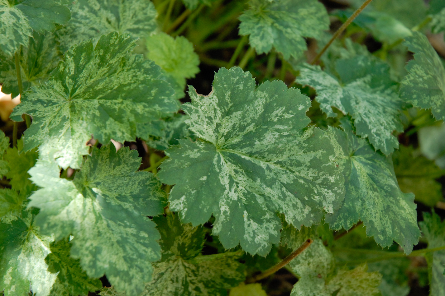 Snow Angel Coral Bells